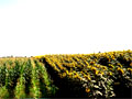 Thumbnail image of the farm fields at the saJWare Dairies